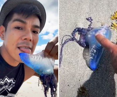 Man Licks Dangerous Jellyfish for TikTok Stunt TikTok Death