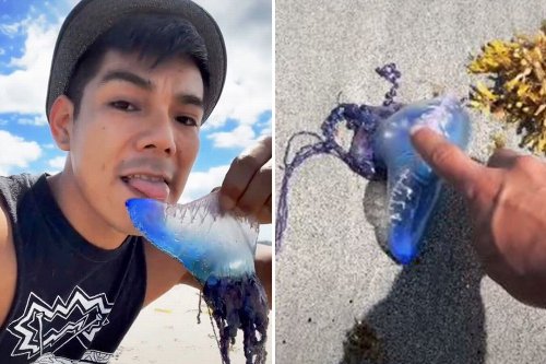 Man Licks Dangerous Jellyfish for TikTok Stunt TikTok Death